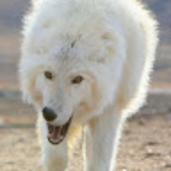 Meet your Posher - Picture 1 of 1